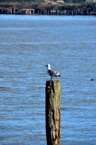 Seagull on Pier pole Coquille R Bandon Oregon