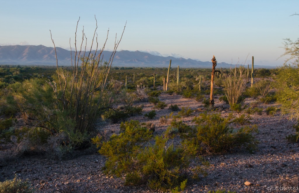 Morning light on the desert Freeman Road Sonoran Desert National Monument Arizona