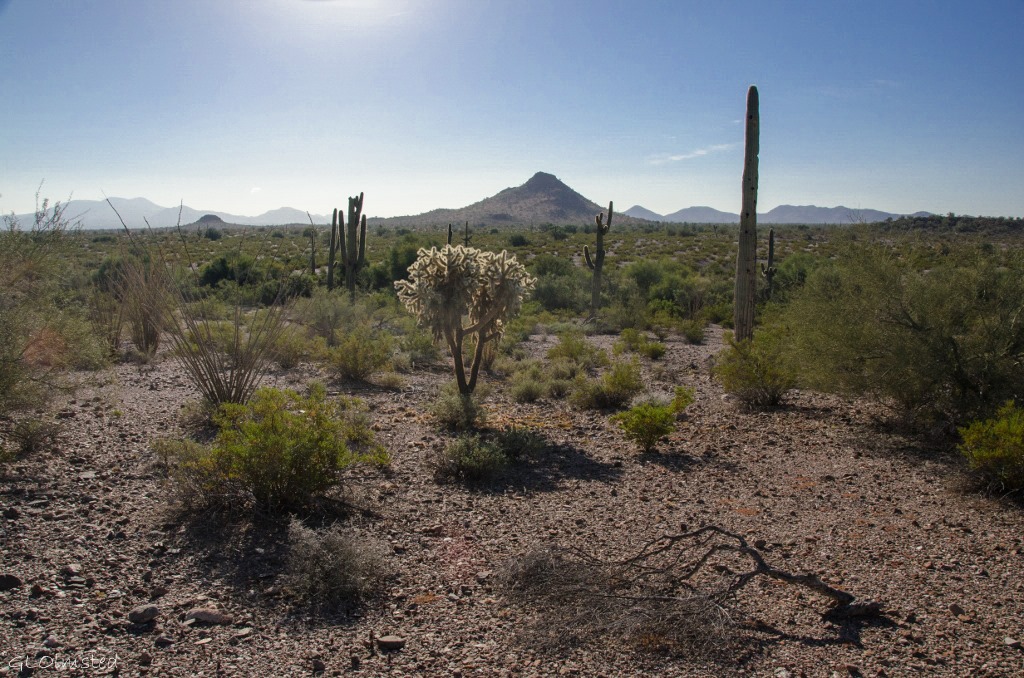 08 DSC_1256lerlew Morning light on the desert Freeman Rd Sonoran Desert NM AZ g (1024x678)-2