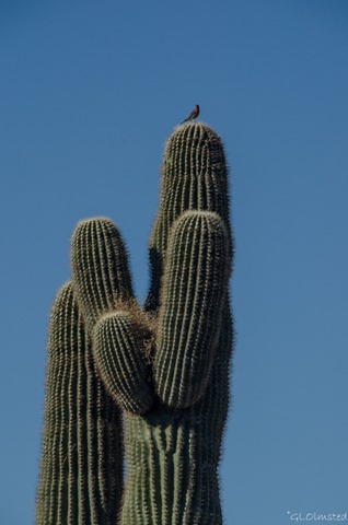 09 DSC_1267lerw Unidentified bird on saguaro with nest Freeman Rd Sonoran Desert NM AZ g (678x1024)-2