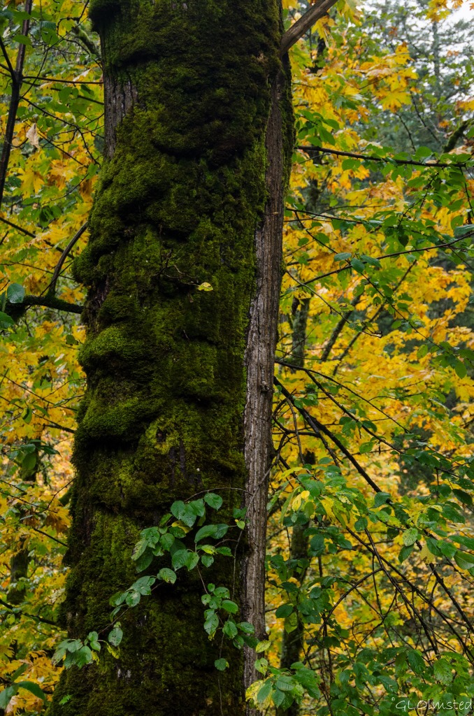 Moss on tree & fall colors Columbia River Gorge Oregon