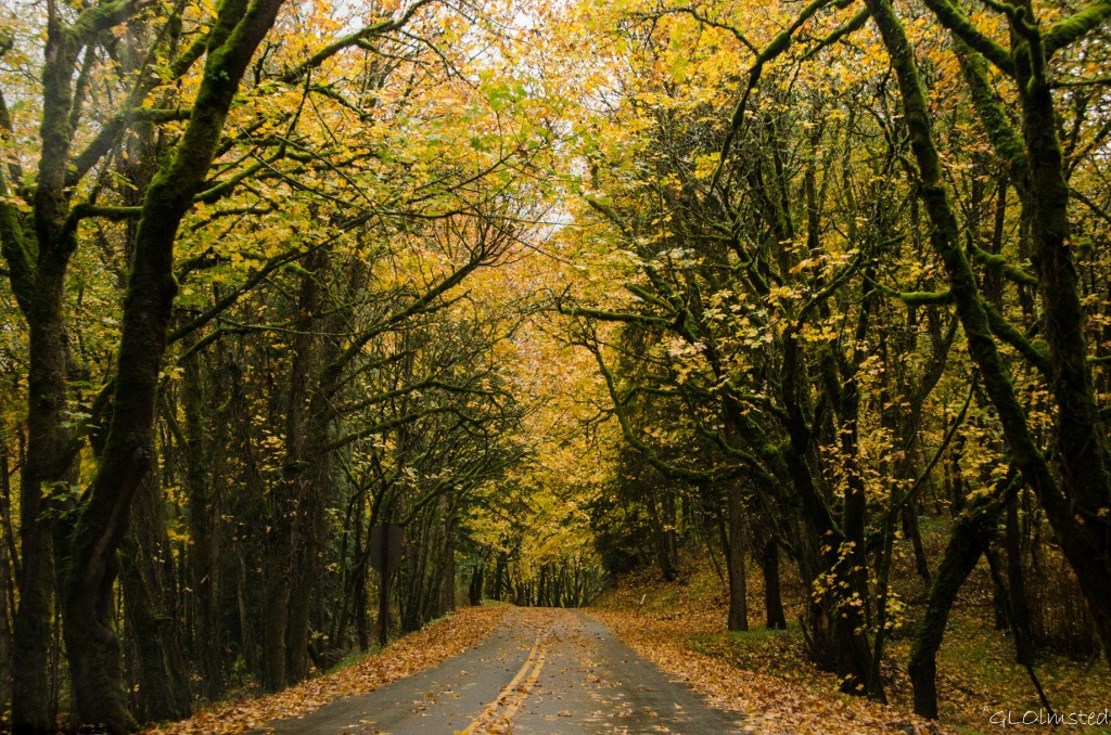 Fall colors over Columbia River Gorge Historic Scenic Highway Oregon