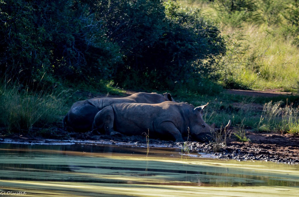 Rhinos Pilanesberg Game Reserve South Africa