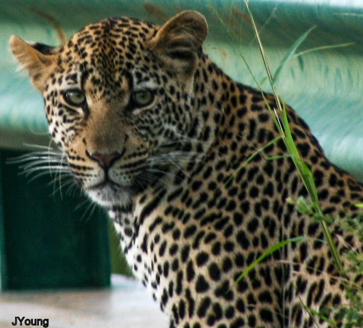 Leopard Kruger National Park South by JYoung