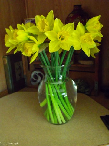 Daffodils Yarnell Arizona