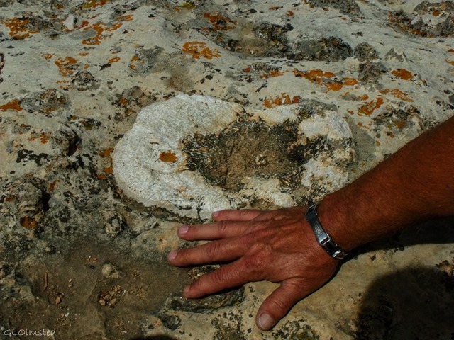 Hand by huge sponge fossil on rock outcrop off Transept trail North Rim Grand Canyon National Park Arizona