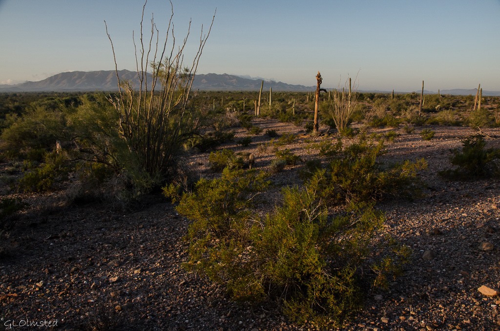 Morning light on desert Freeman Road BLM Arizona