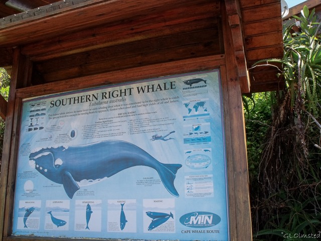 Southern Right Whale sign Tsitsikamma National Park Stormsriver Mouth Eastern Cape South Africa