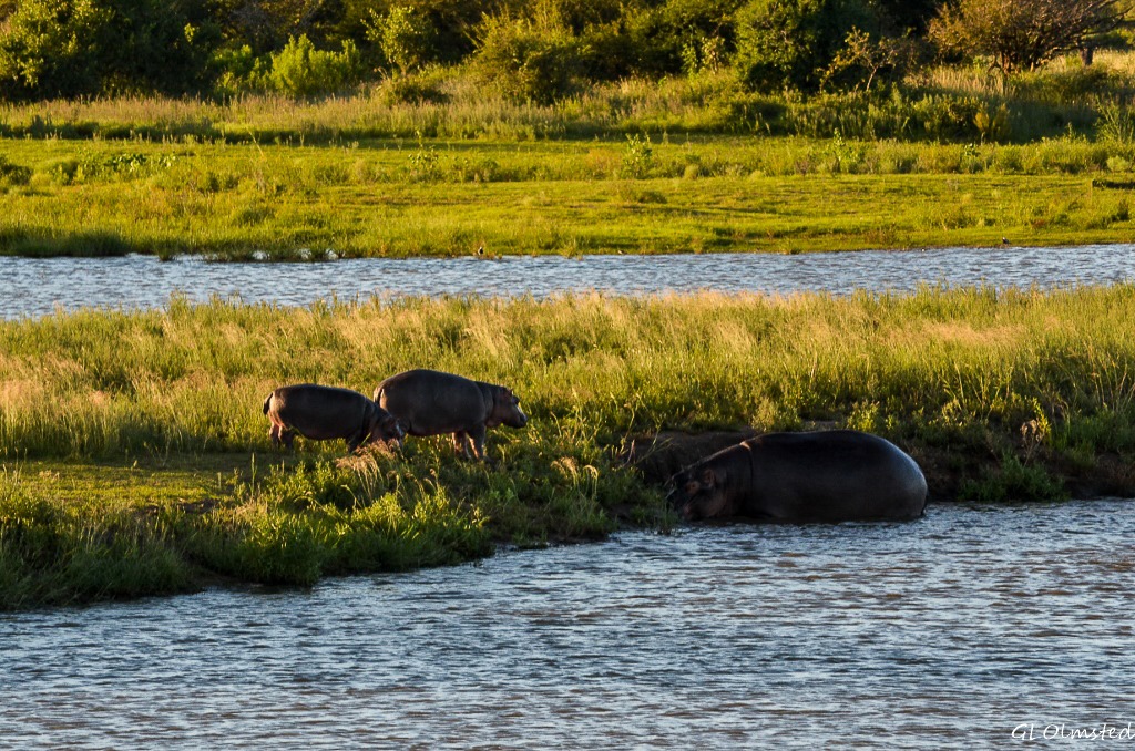Hippos Kruger National Park South Africa