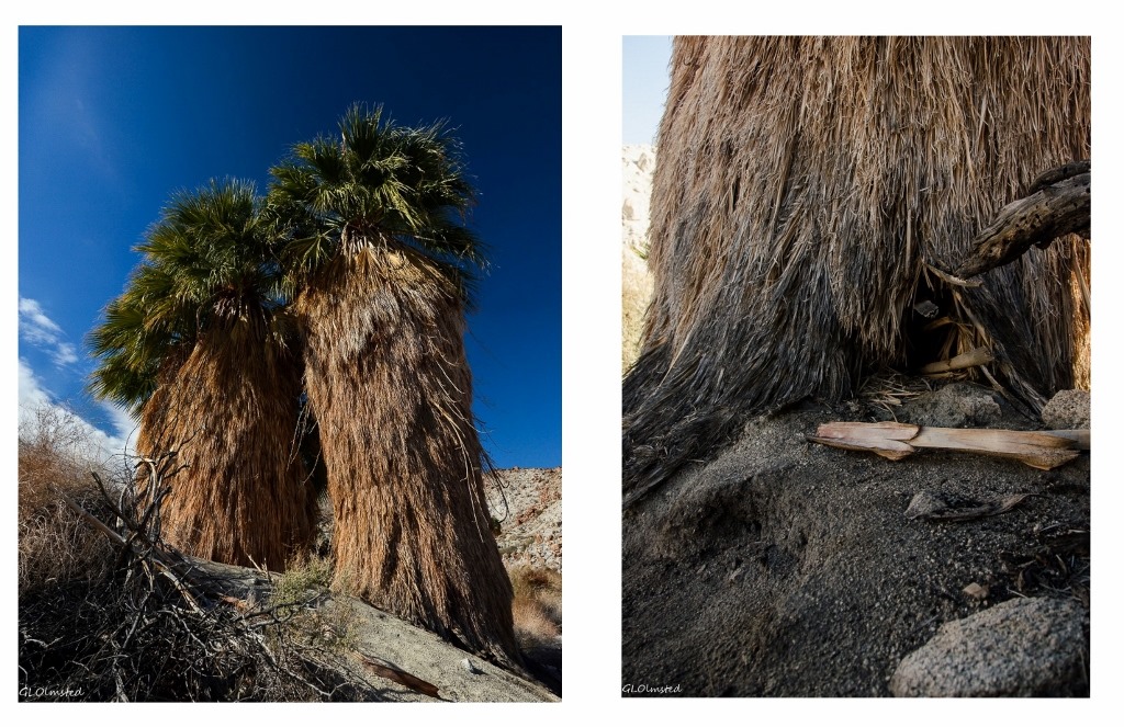 Two palms & animal burrow Mt Palm Springs Anza-Borrego Desert State Park California