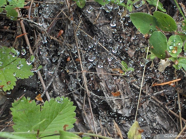 Dew on spider web along Cave Creek trail Siskyou National Forest Oregon