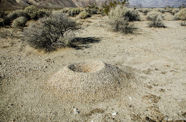 Ant hill Anza-Borrego Desert State Park California