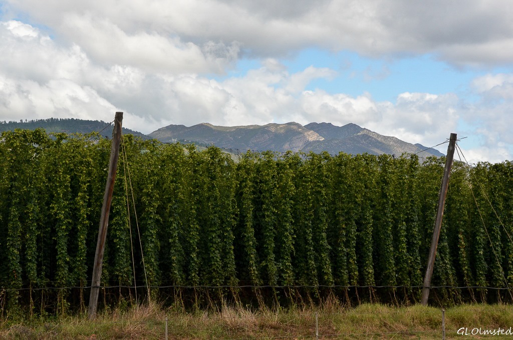 Hops N12 north of George South Africa