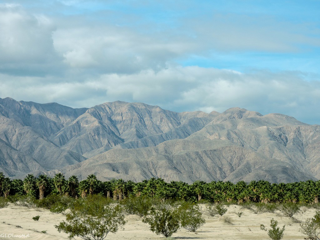 Palm trees & San Ysidro Mts Henderson Canyon Borrego Springs California