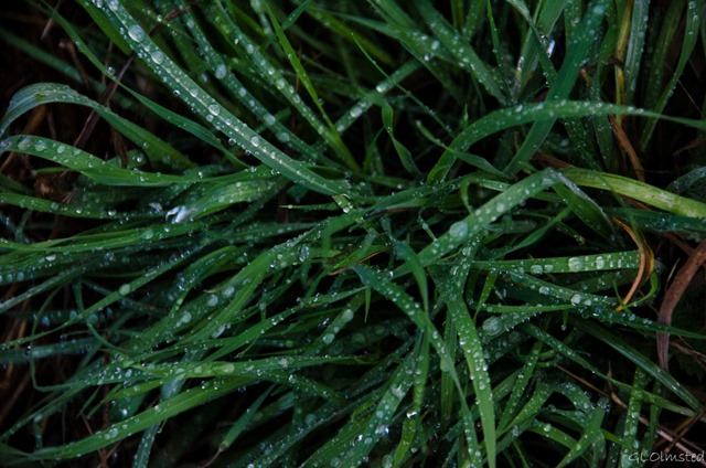 Water drops on grass Yarnell Arizona