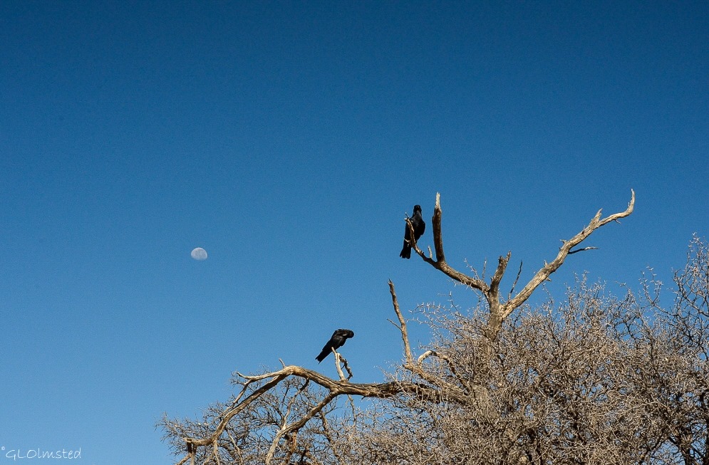 Crows & moon Kgalagadi Transfrontier Park South Africa