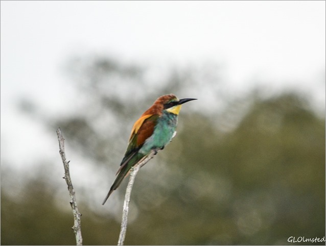 European Bee-eater Kruger National Park South Africa