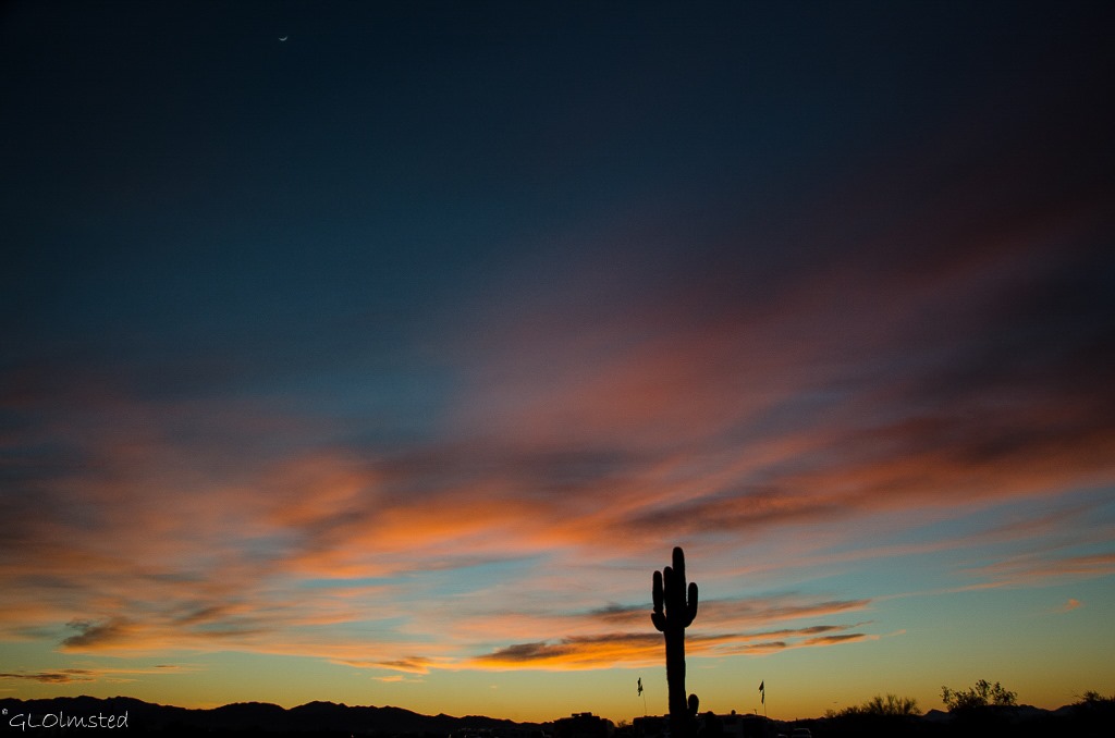 Saguaro sunset & crescent moon Plomosa Rd BLM Quartzsite Arizona