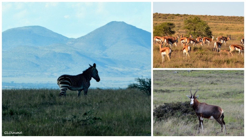 Mountain Zebra National Park South Africa