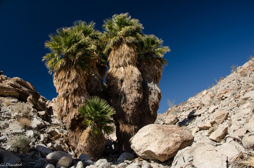 Arch in palm grove Mt Palm Springs Anza-Borrego Desert State Park California