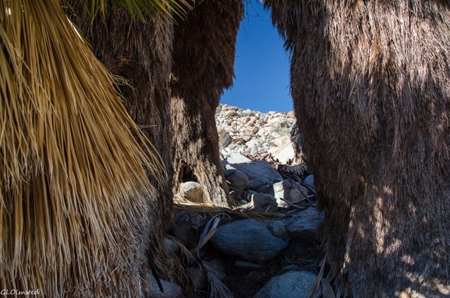 Animal burrow & arch in frond skirt Mt Palm Springs Anza-Borrego Desert State Park California