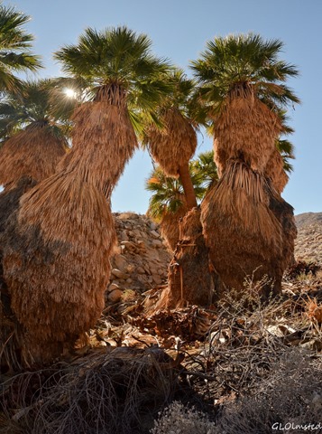 Palm grove Mt Palm Springs Anza-Borrego Desert State Park California