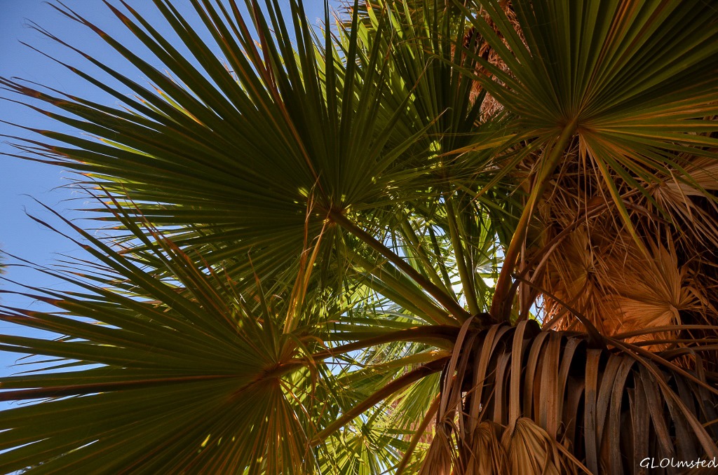 Palm leaves Mt Palm Springs Anza-Borrego Desert State Park California