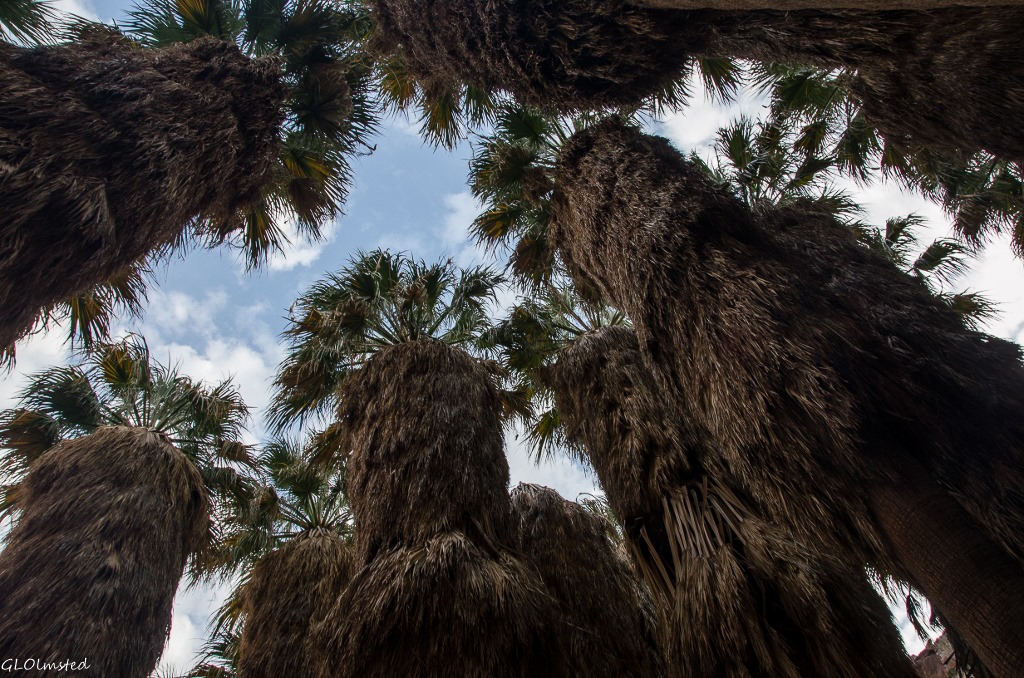 Palm grove Palm Canyon trail Anza-Borrego Desert State Park California