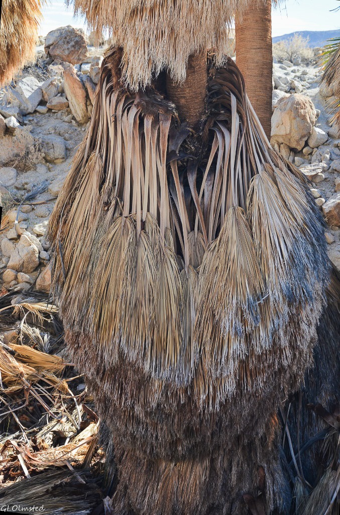 Frond skirt Mt Palm Springs Anza-Borrego Desert State Park California