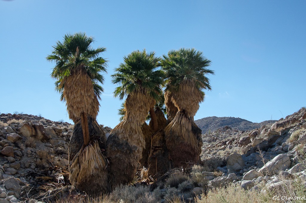 Palm grove Mt Palm Springs Anza-Borrego Desert State Park California