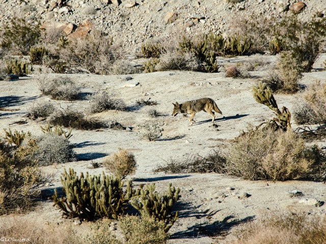 Coyote Mt Palm Springs Anza-Borrego Desert State Park California