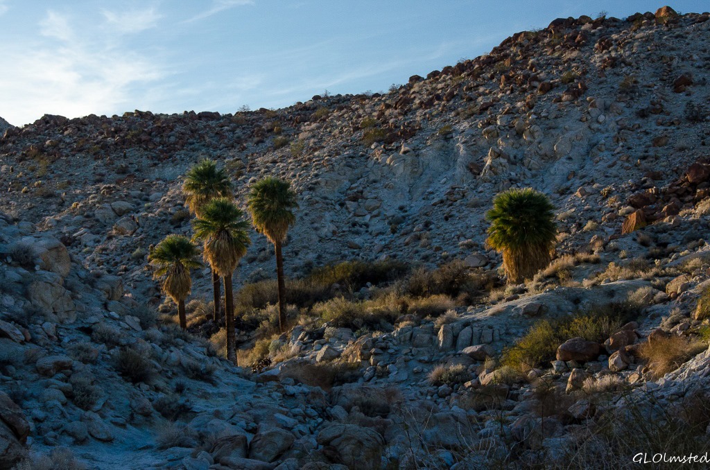 Last light on palm grove Mt Palm Springs Anza-Borrego Desert State Park California