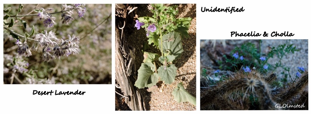 Desert lavender, unidentified & Phacelia Palm Canyon Anza-Borrego Desert State Park California