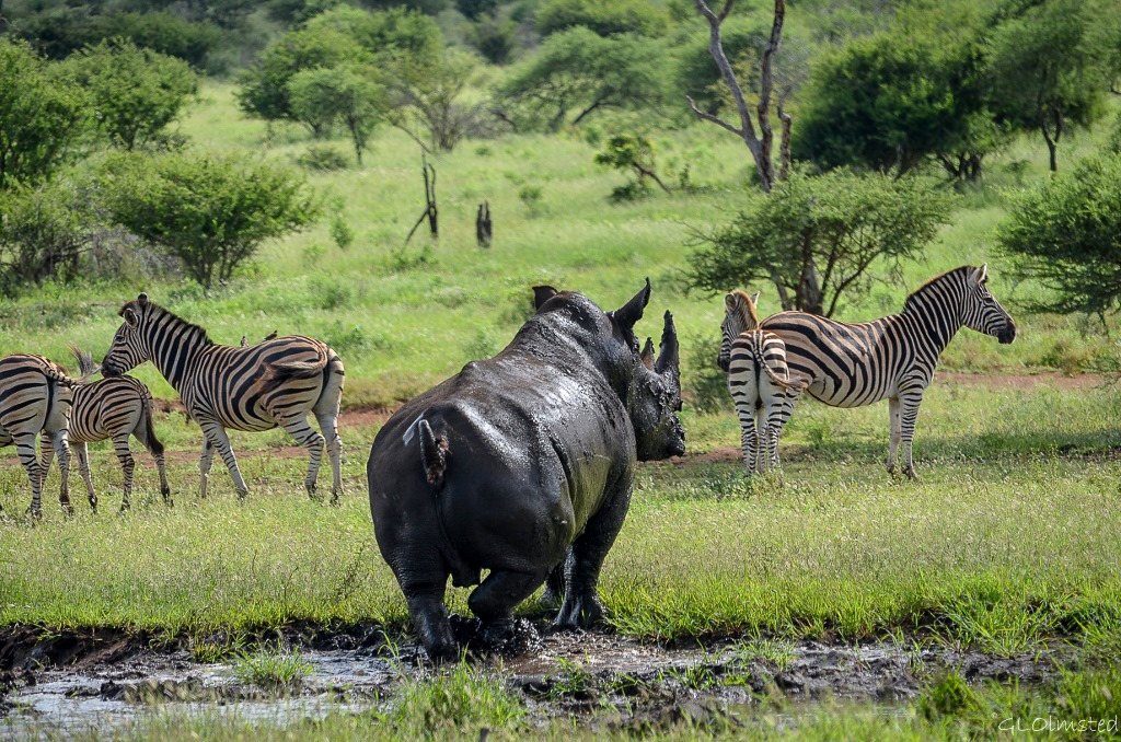 White Rhino & Zebras Kruger National Park South Africa