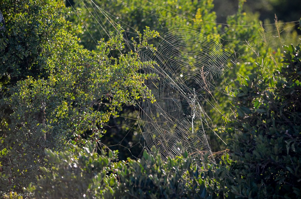 Garden Globe spider Addo Elephant National Park South Africa