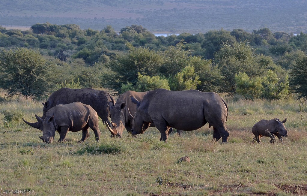 White Rhinos Pilanesberg Game Reserve South Africa