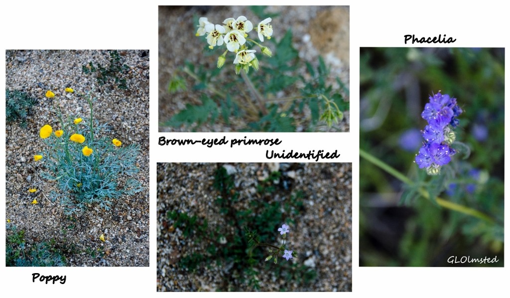 Poppy, Brown-eyed primrose, unidentified & phacelia Palm Canyon Anza Borrego Desert State Park California
