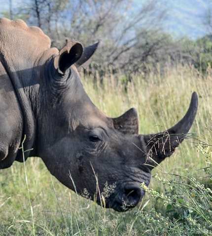 White Rhino Pilanesberg Game Reserve South Africa