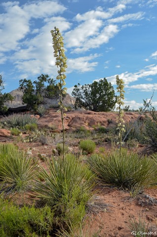 Flowering yucca Toroweap Grand Canyon National Park Arizona