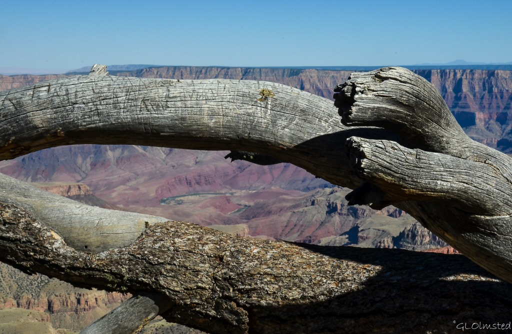 Colorado River framed by branches Walhalla overlook Walhalla Plateau North Rim Grand Canyon National Park Arizona