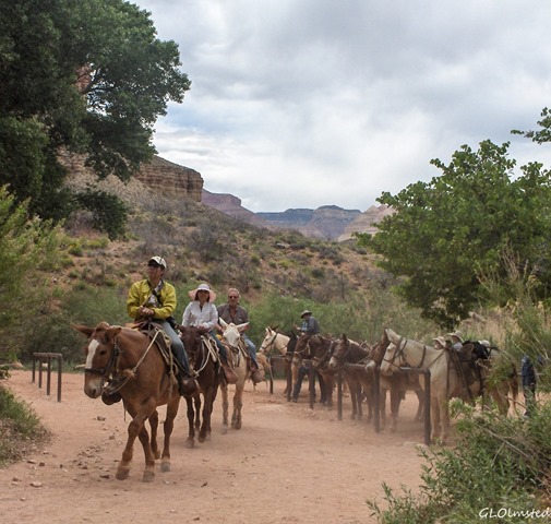 Mule team leaving Indian Gardens Grand Canyon National Park Arizona