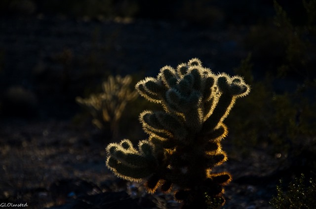 Last light on cholla Dome Rock Quartzsite Arizona