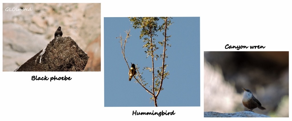 Black phoebe, hummingbird & canyon wren Palm Canyon Anza Borrego Desert State Park California