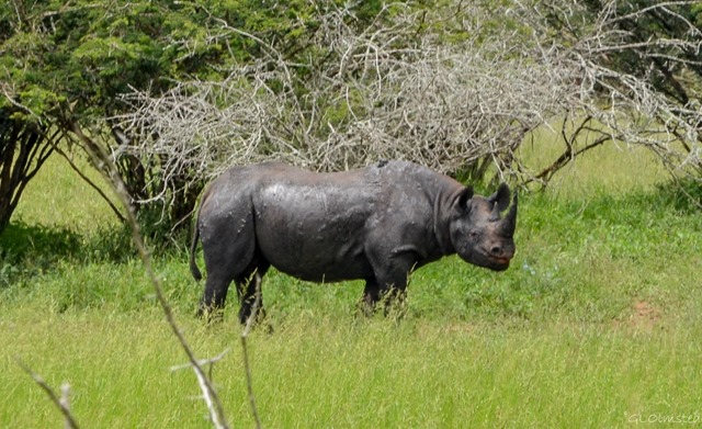 Black Rhino Kruger National Park South Africa