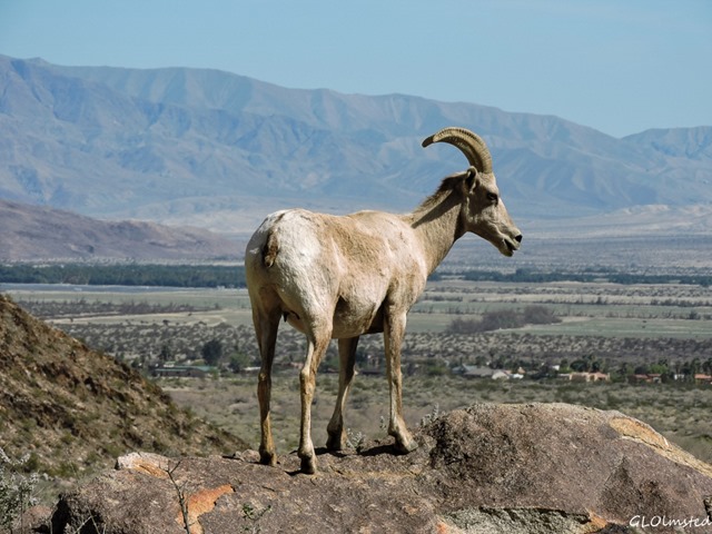 Mt sheep along Palm Canyon trail Anza Borrego Desert State Park California