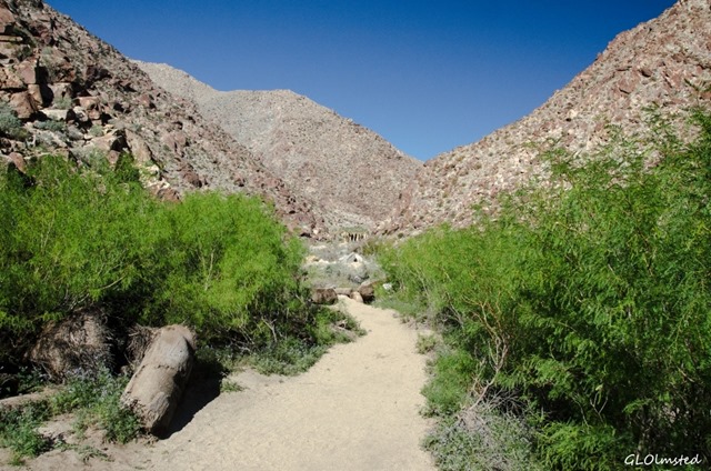 Palm Canyon trail Anza Borrego Desert State Park California