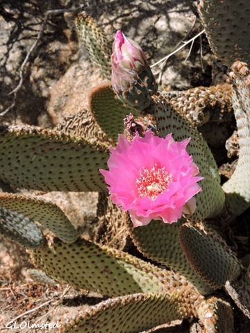 Flowering Beavertail cactus Palm Canyon Anza Borrego Desert State Park California