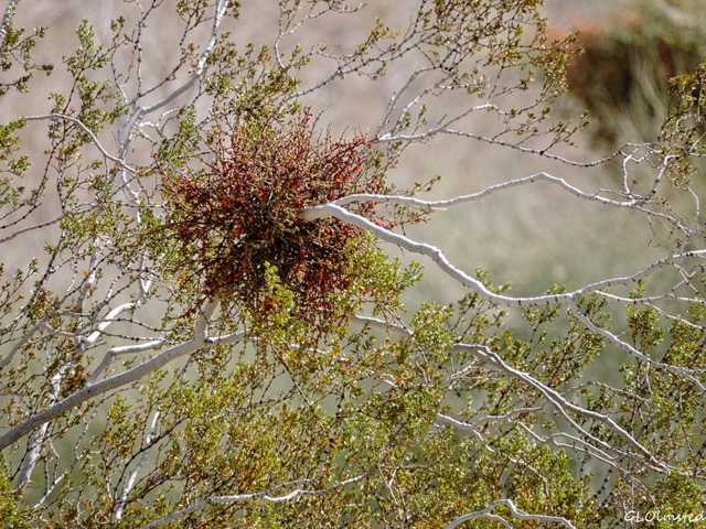 Mistletoe in Creosote bush Joshua Tree National Park California