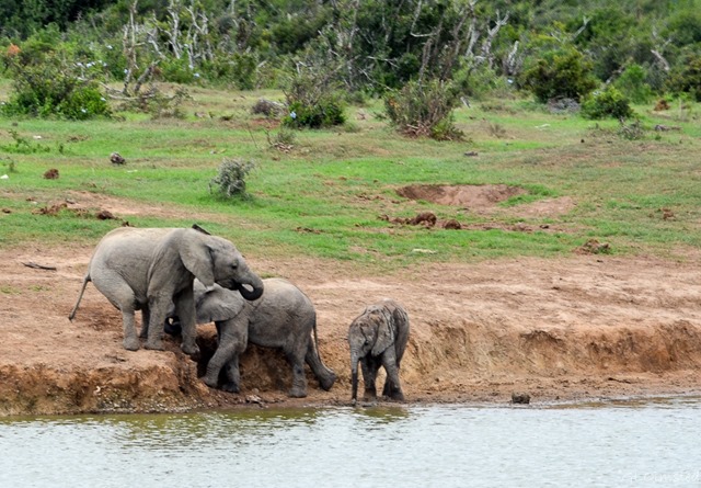 Elephants at waterhole Addo Elephant National Park South Africa