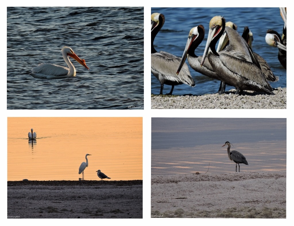 White pelican, brown pelicans, great blue heron & great egret Corvina Beach Salton Sea SRA California